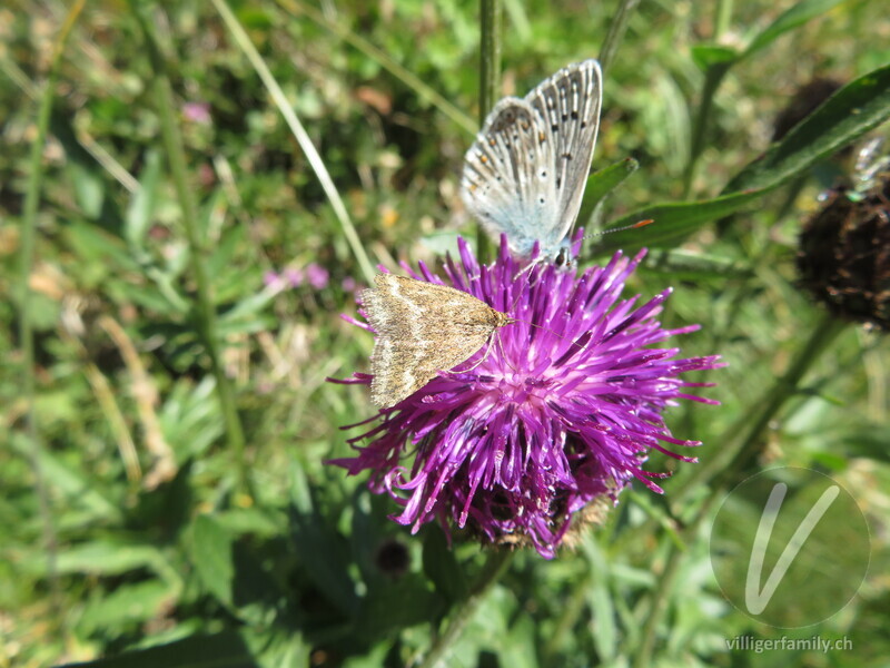 Zünsler (Pyrausta aerealis): Übersicht